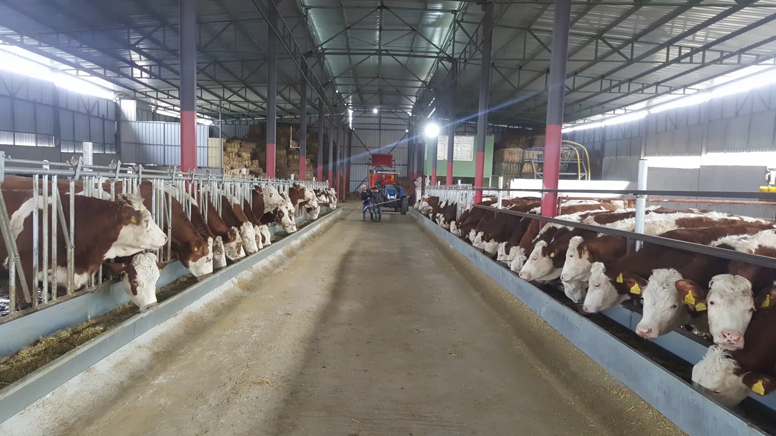 Fersan çiftliğinde iki taraflı yemleme hattı ve Simmental sığırlar
