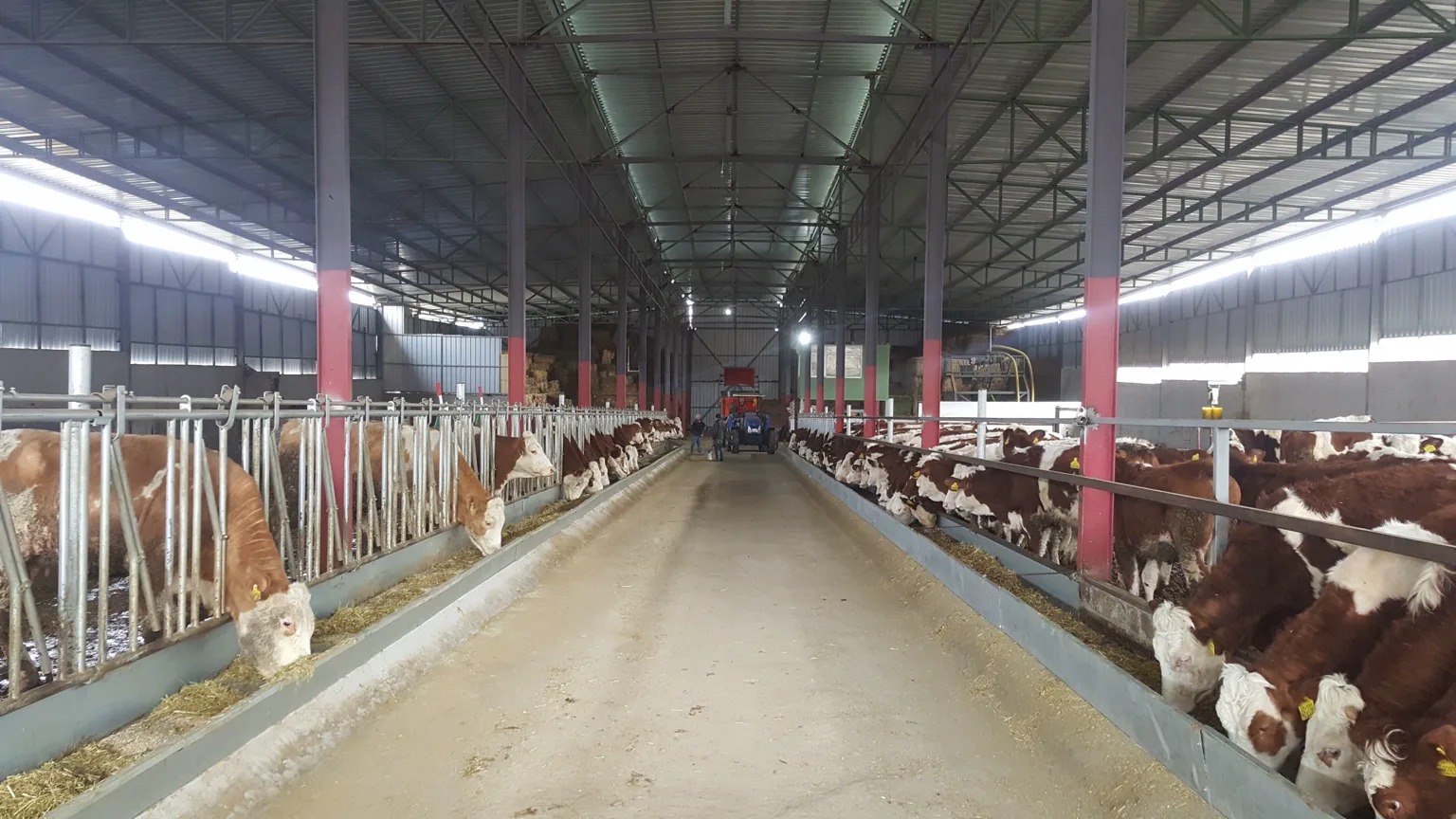 Fersan Yalova üretim merkezinde yemleme hattındaki Simmental sığırlar