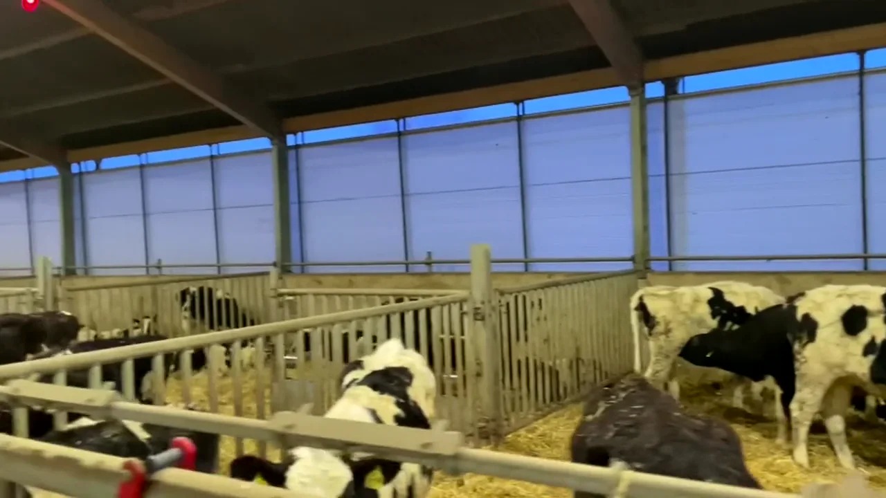Holstein sürüsünde damızlık hayvan seçimi