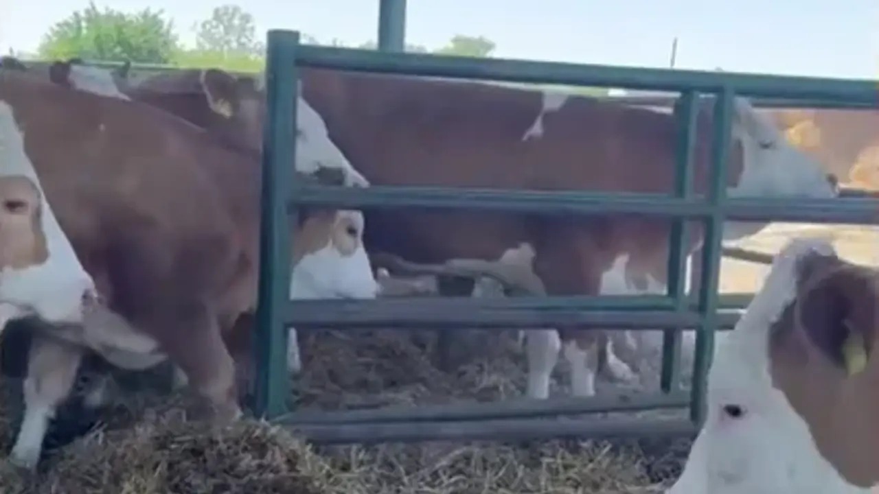 Simmental genetik grubunun ortadaki gerçek saha çekimi
